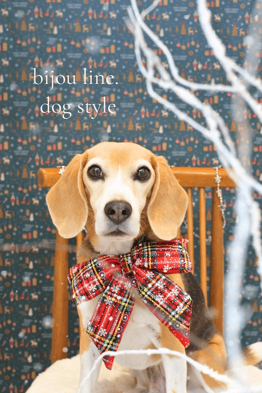 bijou line.(ビジュライン) dog styleの写真3