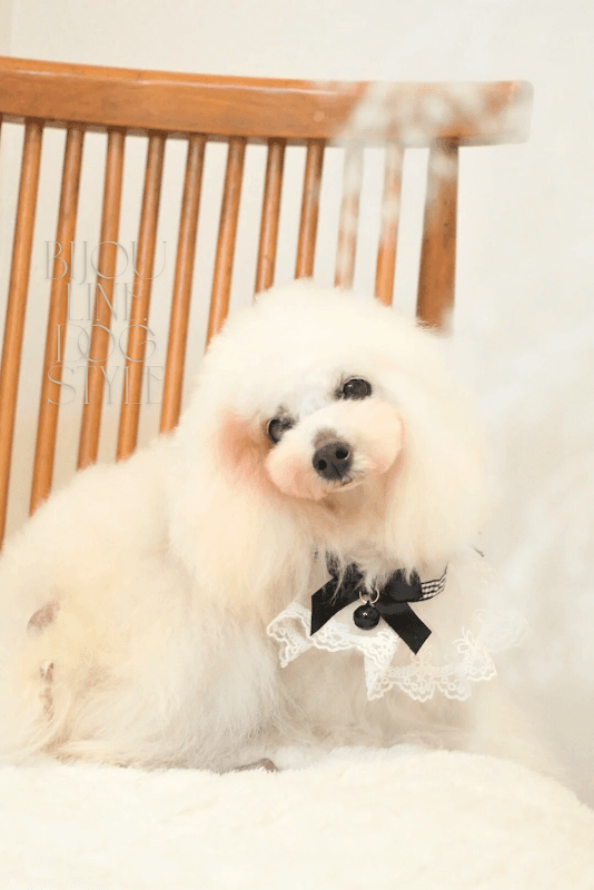 bijou line.(ビジュライン) dog styleの写真4