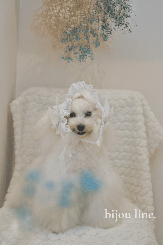 bijou line.(ビジュライン) dog styleの写真5