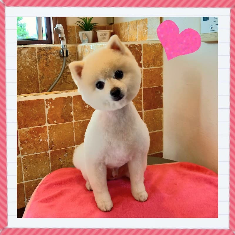Dog Villa 北原の写真