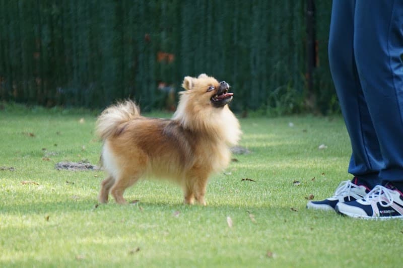 Angel Dog しつけ方教室・ペットホテル・トリミングサロンの写真