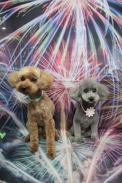 有限会社A HAPPY DOG LIFEの写真
