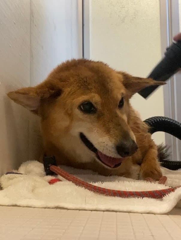 犬シャンプー ティアラ【噛み犬.保護犬.】の写真