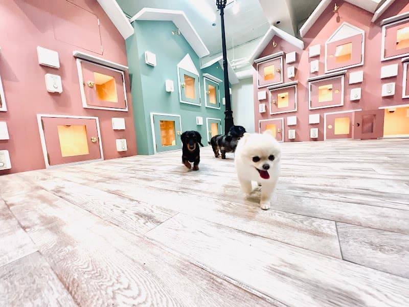 DOG ONE PLUS 麻布十番店の写真1