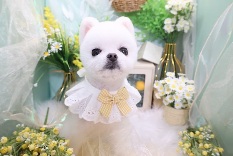 DOG ONE PLUS 麻布十番店の写真2