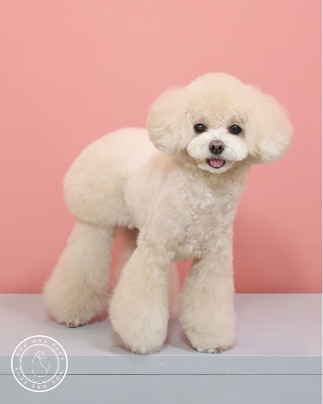 DOG ONE PLUS 麻布十番店の写真3