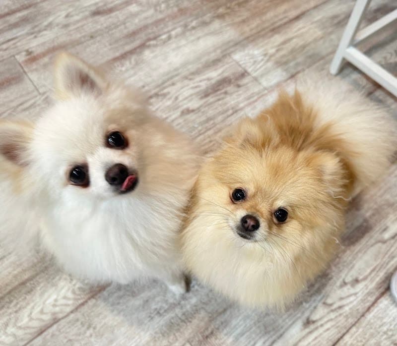 DOG ONE PLUS 麻布十番店の写真4
