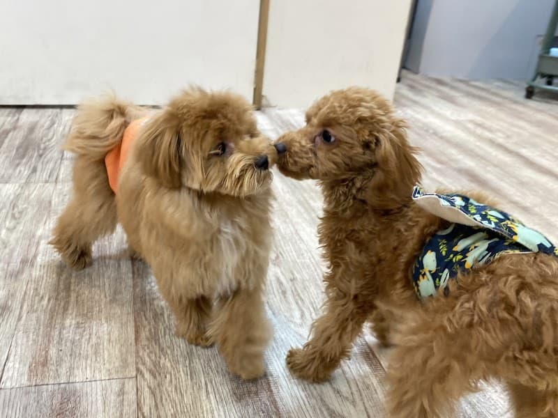 DOG ONE PLUS 麻布十番店の写真5