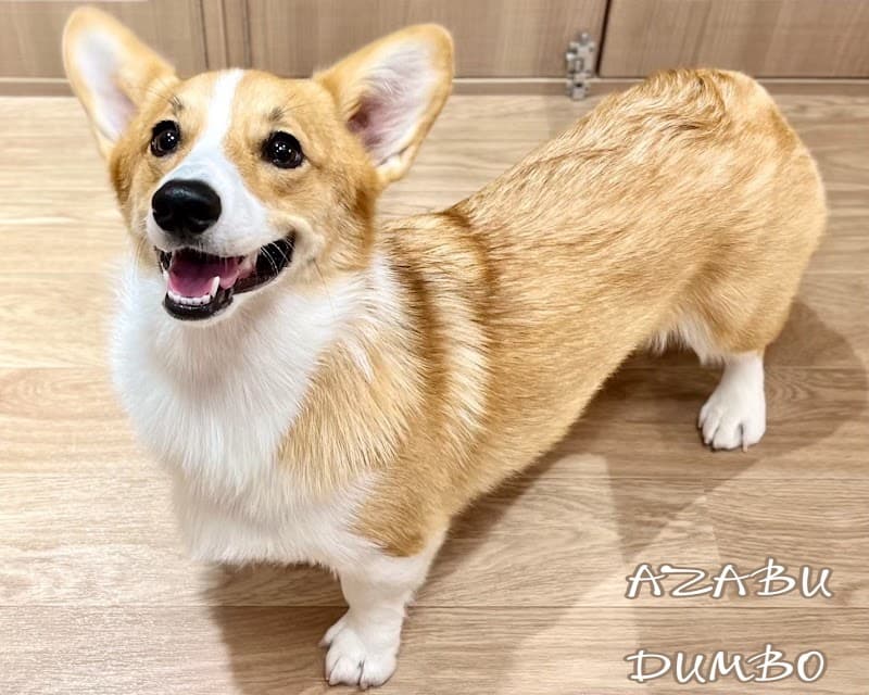 ペットホテル & トリミングサロン麻布十番ダンボ本店|ペットサロンの写真6