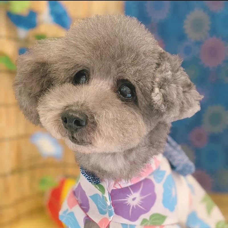 Trimming Salon Soi me. (トリミングサロン ソイミー)の写真