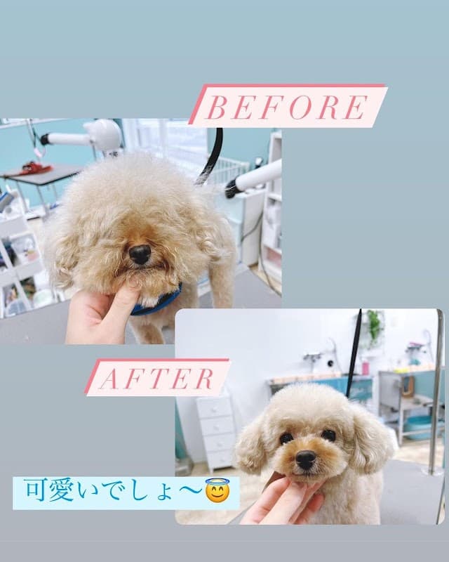 トリミングサロンtail 西春日井店の写真
