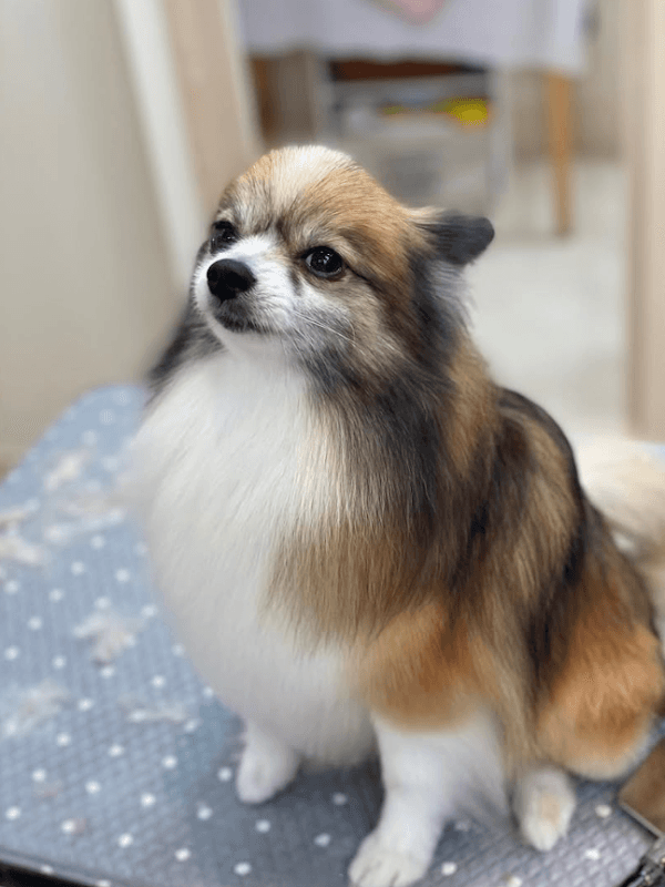 Dogdesign ONEORDERの写真