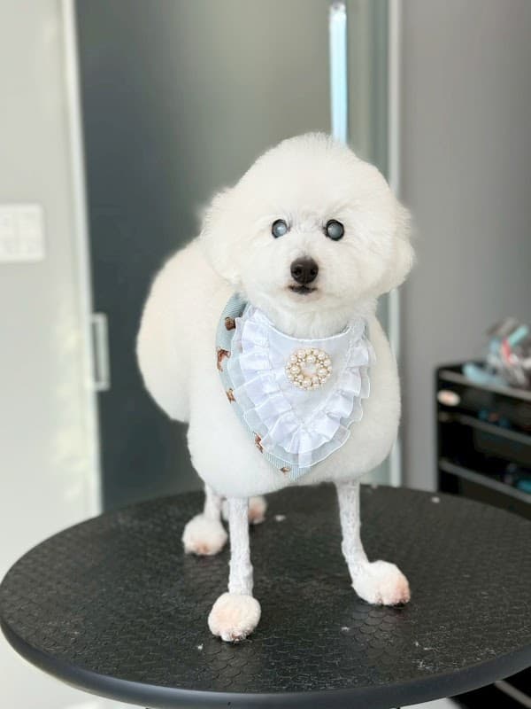 DOGSALON WANの写真2