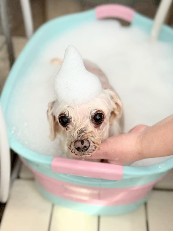 DOGSALON WANの写真5