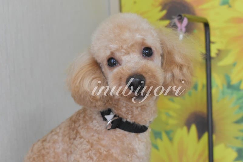 DogSpaceいぬ日和の写真