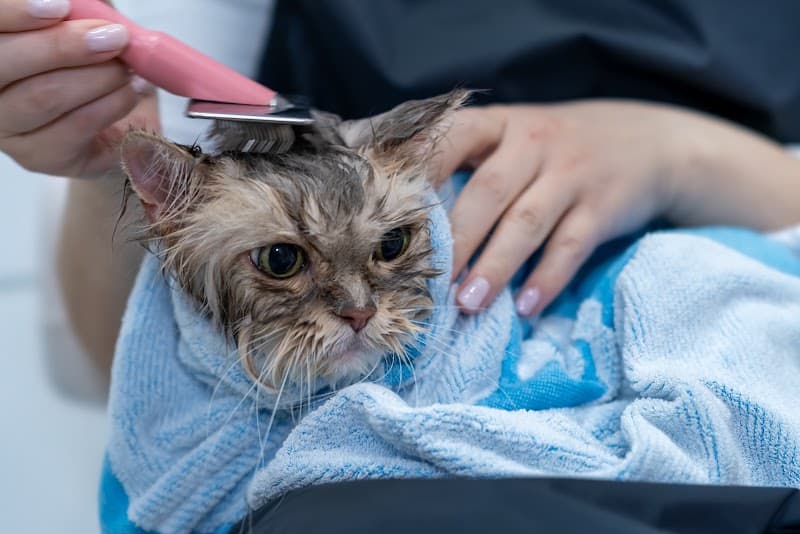 キャットサロン マニャーナの写真