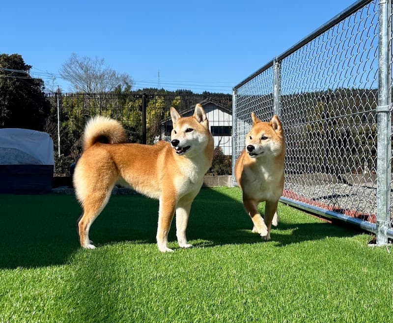 犬のシャンプー屋さんLinoの写真1