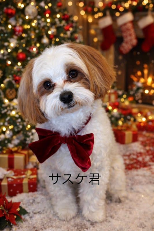 犬のシャンプー屋さんLinoの写真5