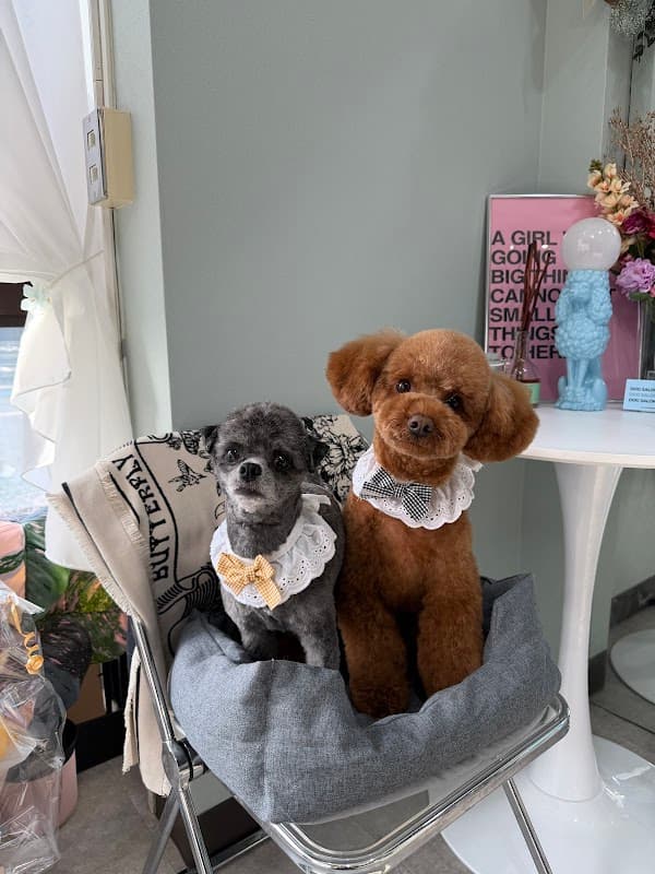 DOG SALON COCCHIの写真1