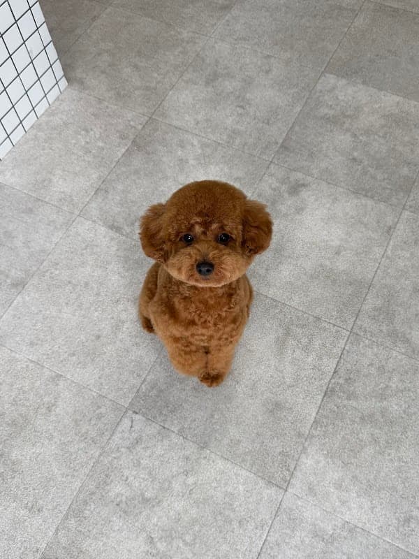DOG SALON COCCHIの写真2