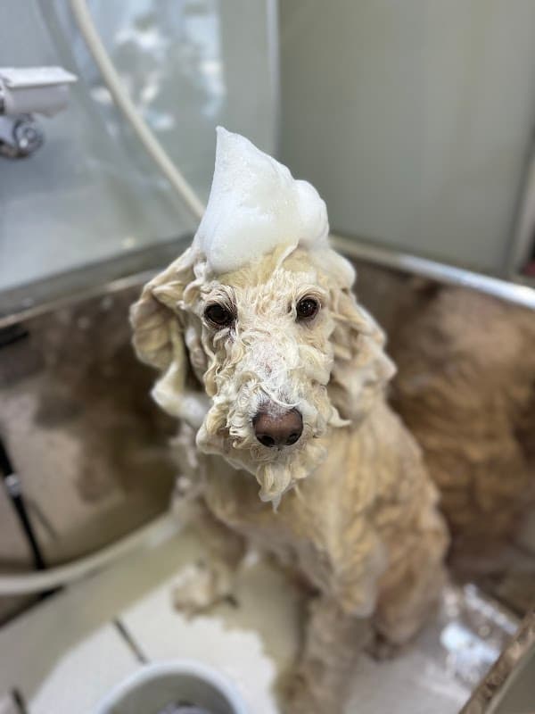 DOG SALON COCCHIの写真3