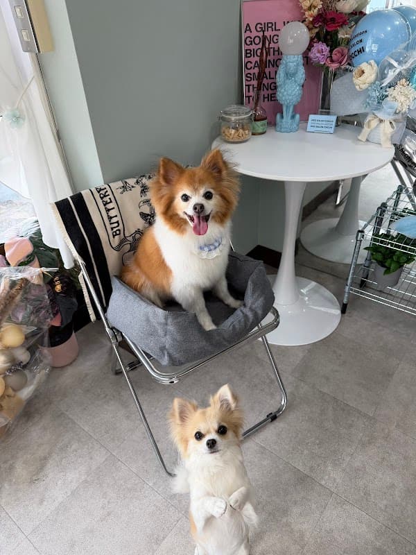 DOG SALON COCCHIの写真5