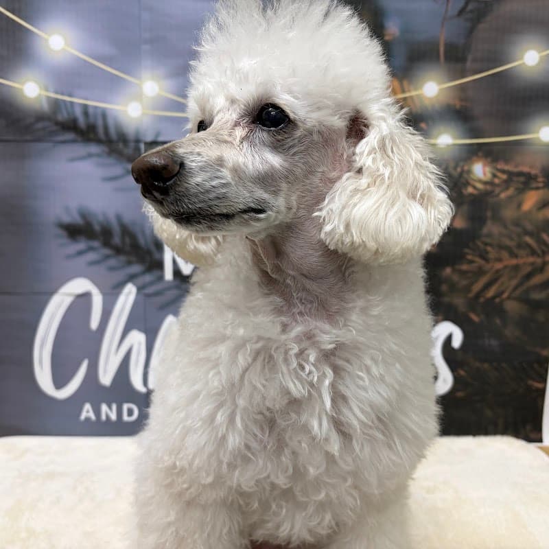 Dog Salon つーたんの写真1