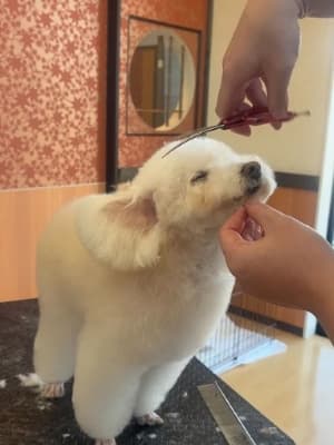 犬爛美泊 ゔぇるの写真