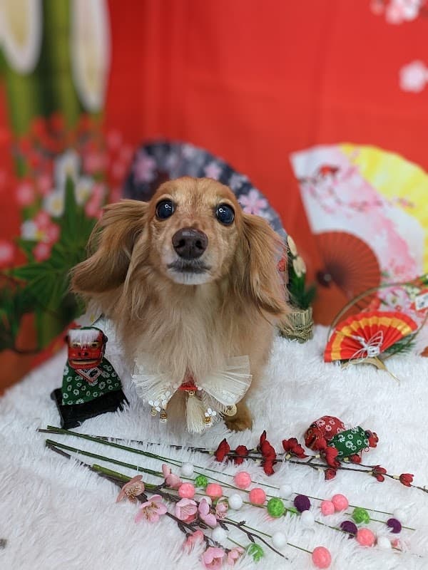 dogsalon&hotel Wan's Collection杉並店の写真1