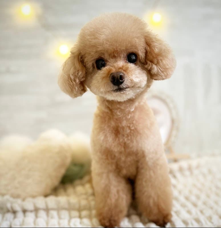 DOG SALON POOの写真