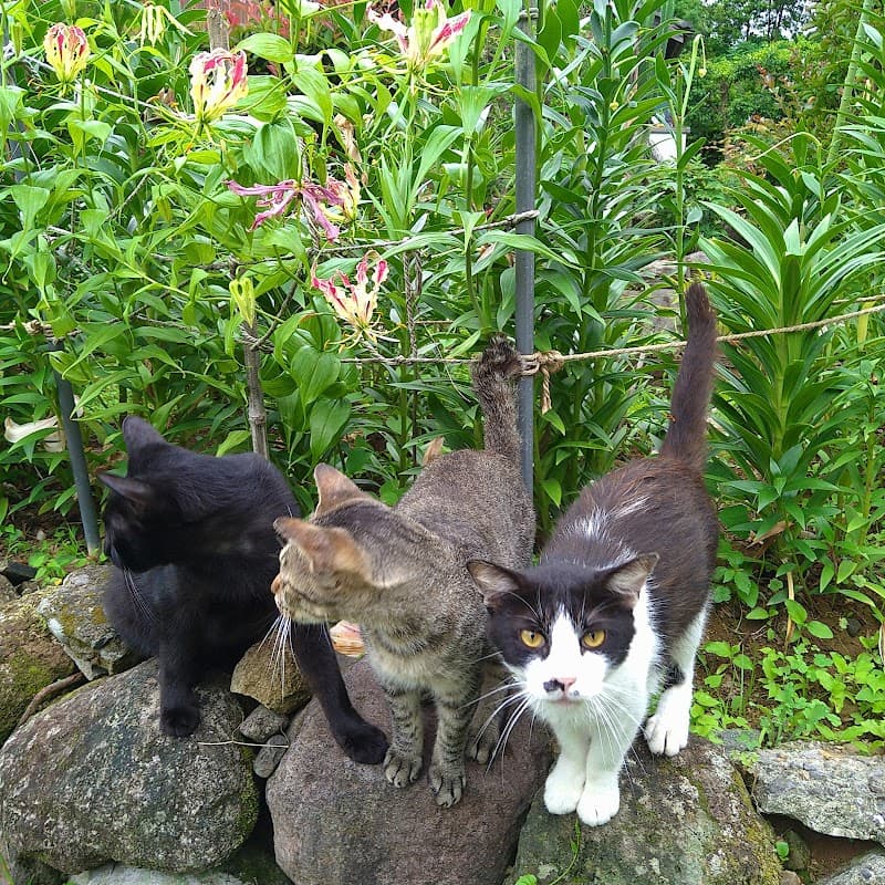 柴崎動物病院の写真