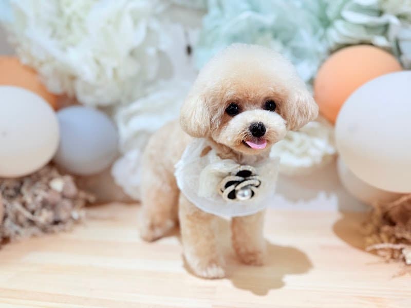 フワンフワン dog salon fuWan fuWanの写真