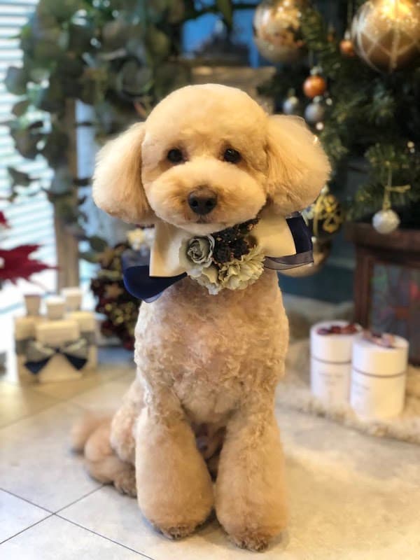 DOG SALON Beau Chien ヴォーシアンの写真