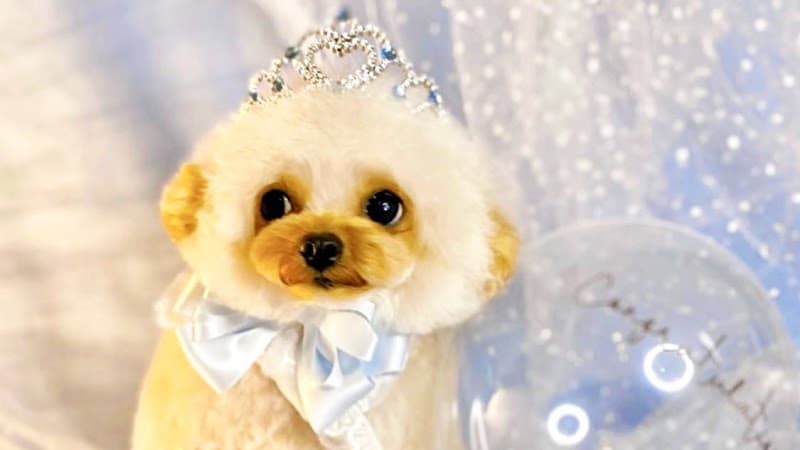Pet Salon Petit Chou Chou - ペットサロン プティ・シュシュ-の写真