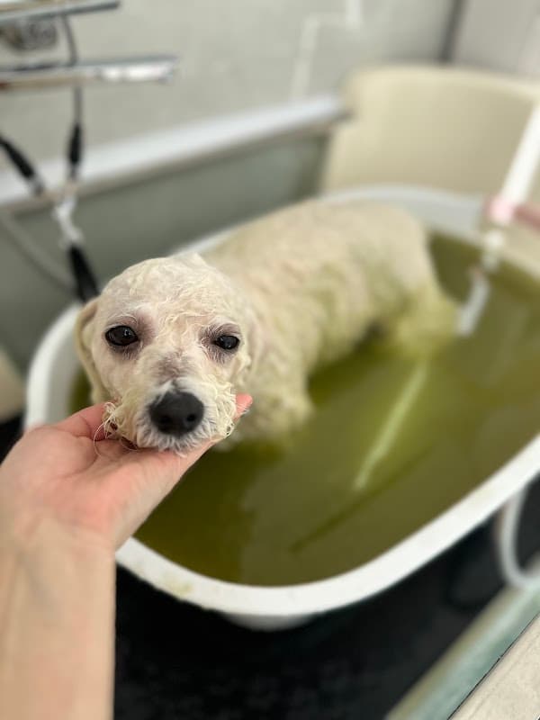 DOGSALON COOMO ドッグサロンクーモの写真