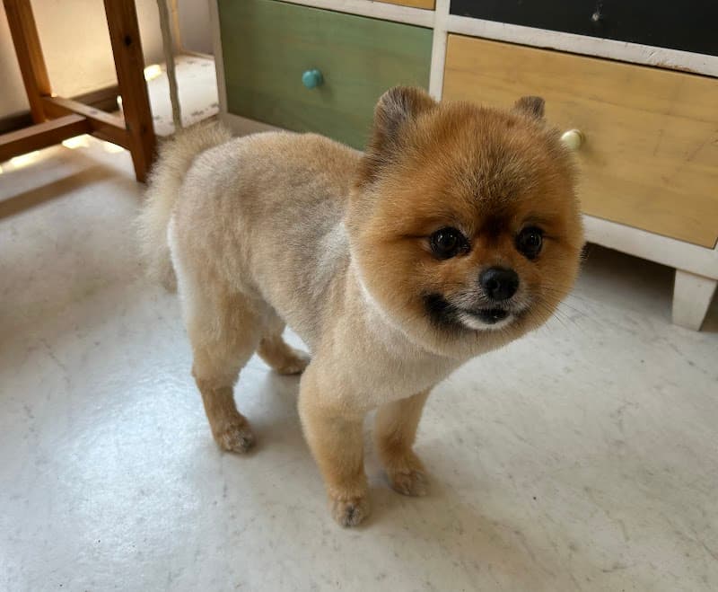愛犬美容室センスの写真