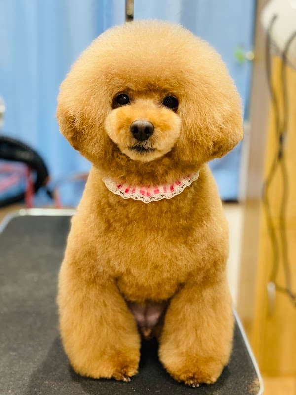 Dogsalon Tiara ドッグサロンティアラの写真2