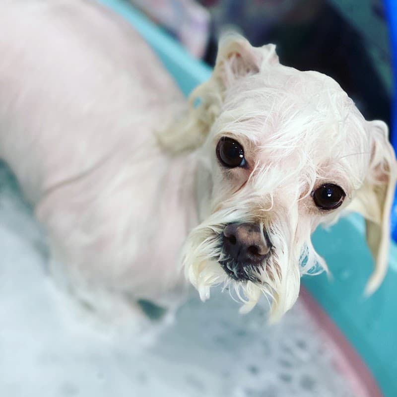 Dogsalon Tiara ドッグサロンティアラの写真3