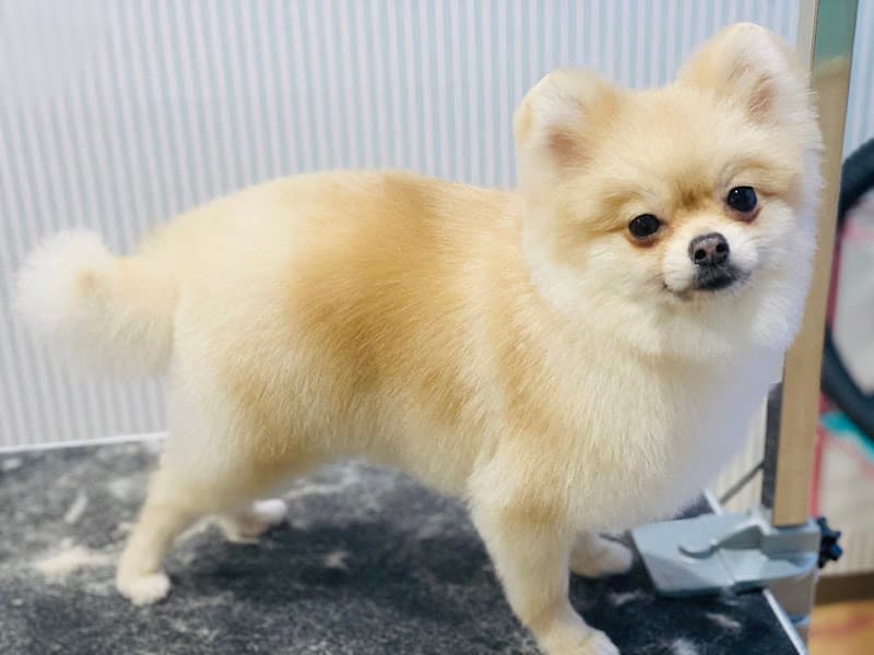 Dogsalon Tiara ドッグサロンティアラの写真5
