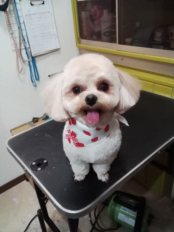 DogSalon ポワンの写真