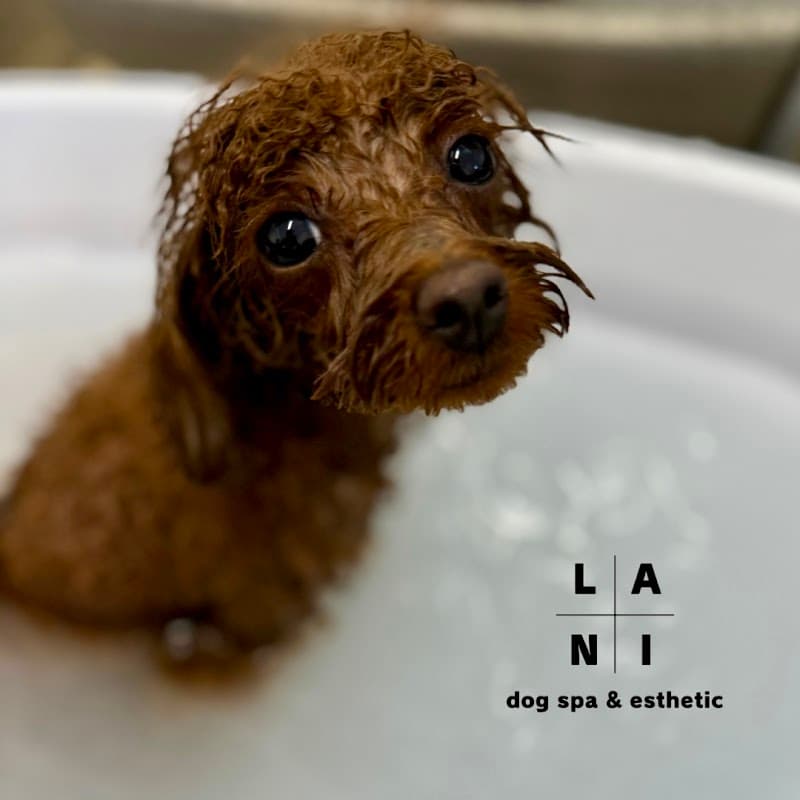 ドッグスパ Lani(dog spa&esthetic Lani)の写真1