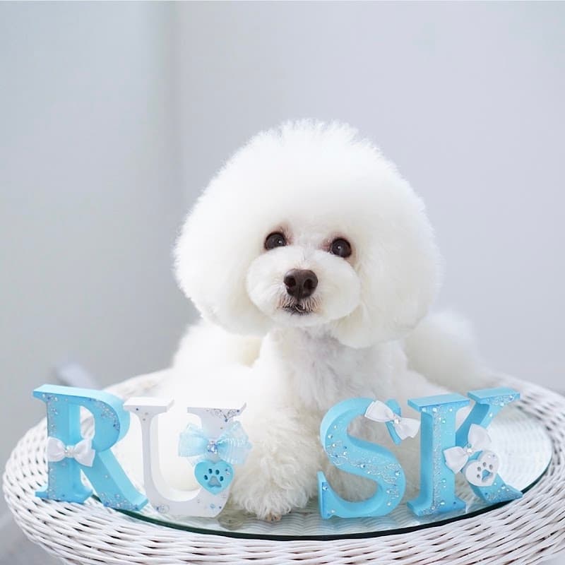 Rusk DOG SALONの写真