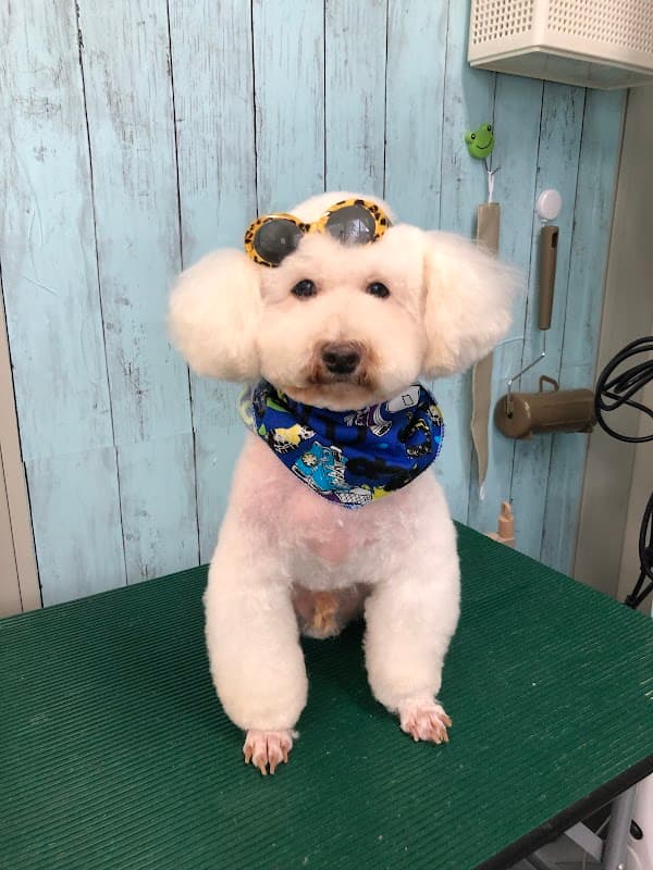 Dogサロン わんぷーの写真1