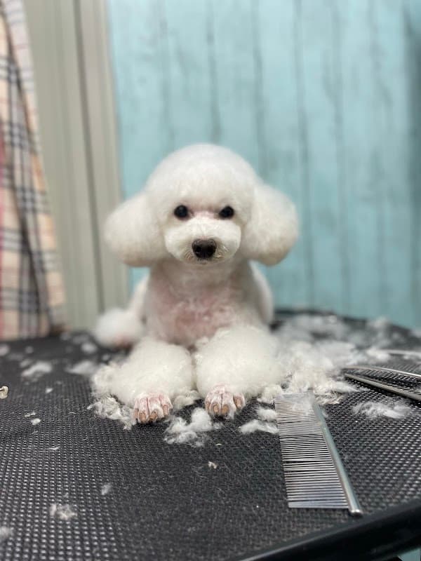 Dogサロン わんぷーの写真4