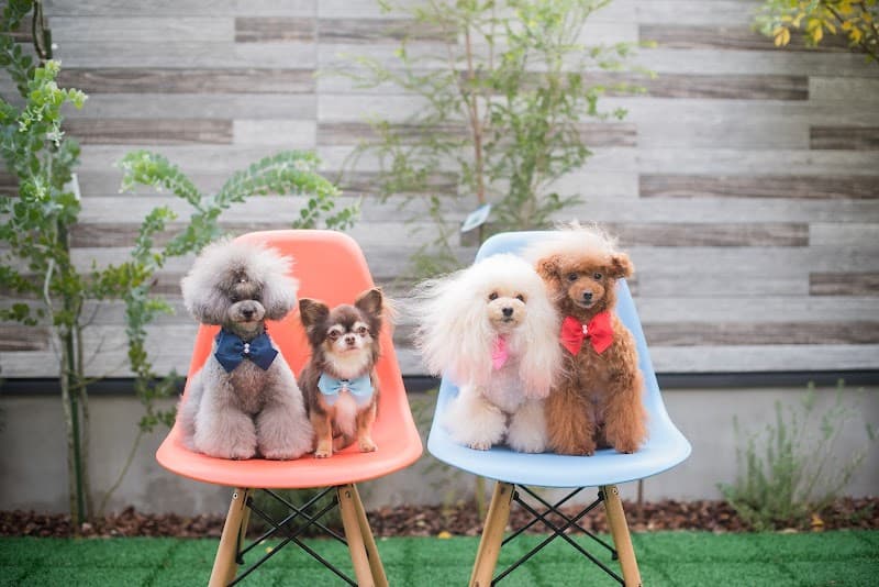 Petsalon HotDogの写真