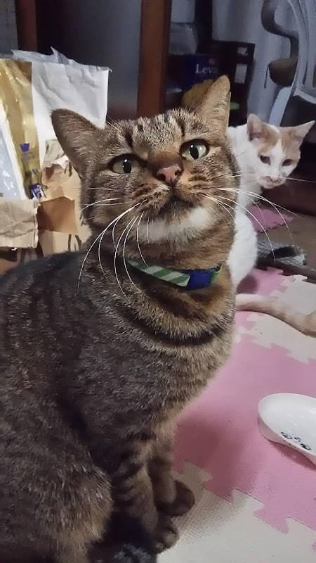 井上動物病院の写真