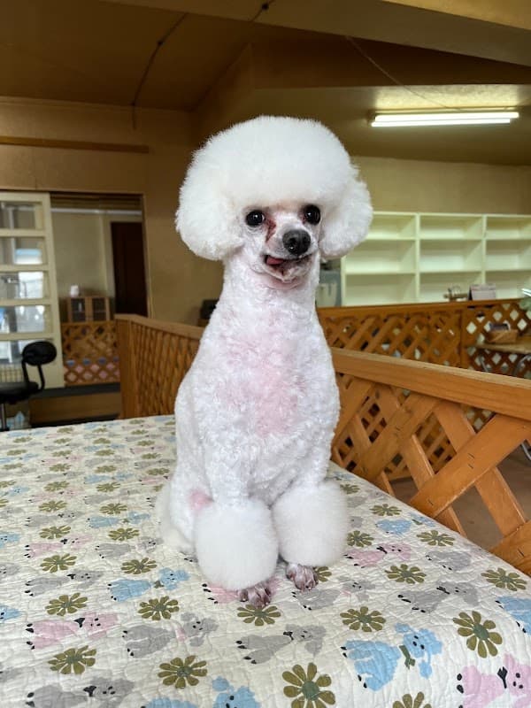 Ours Blanc ウルスブランの写真