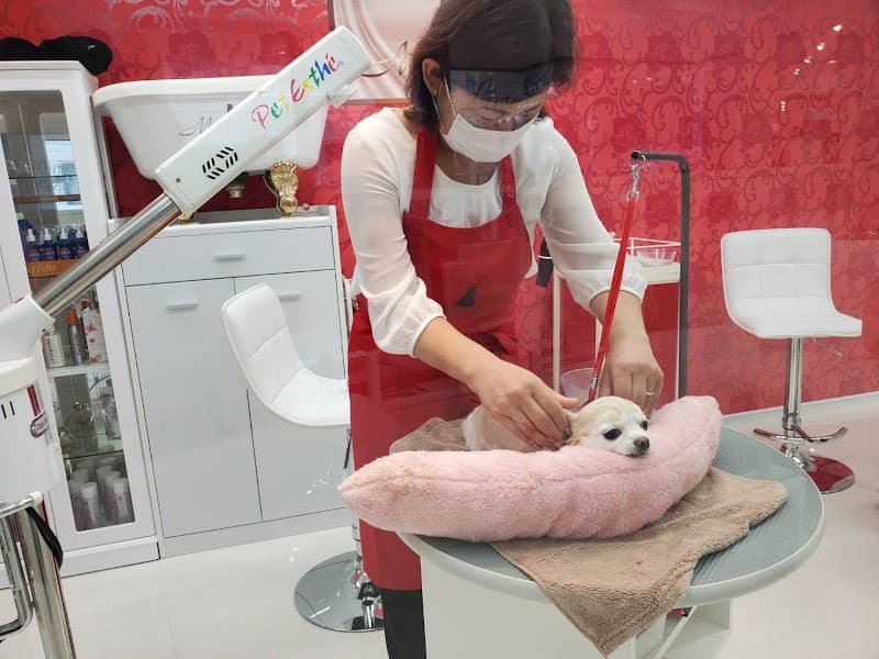 Esthetic Health&Beauty for Dogs MissLacy 元麻布の写真4