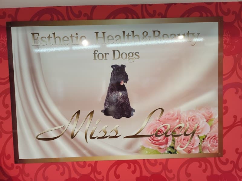 Esthetic Health&Beauty for Dogs MissLacy 元麻布の写真5