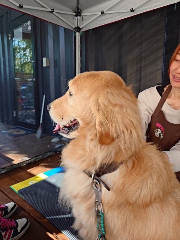 犬の整体 Ohanaの写真